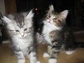 maine-coon-kittens-for-sale-small-0